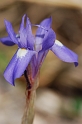 0954 Iris sisyrinchium